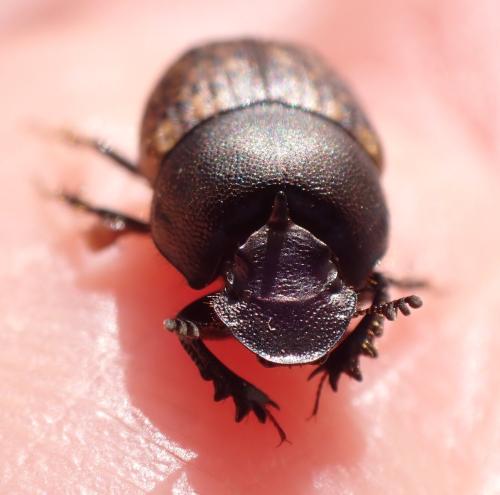 Réf. 315 106 : Onthophagus fracticornis